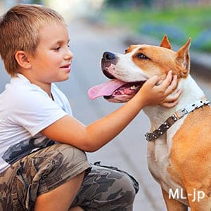 亜麻仁が犬に与える効果 Pet Care Blog ペットケアブログ Pet Care Blog ペットケアブログ